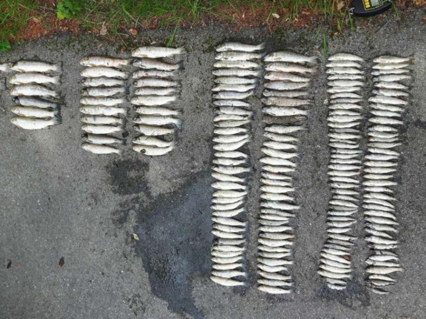 Insgesamt verendeten wegen der ausgelaufenen Jauche 12 Kilo Fische. (Bild Kantonspolizei Freiburg)