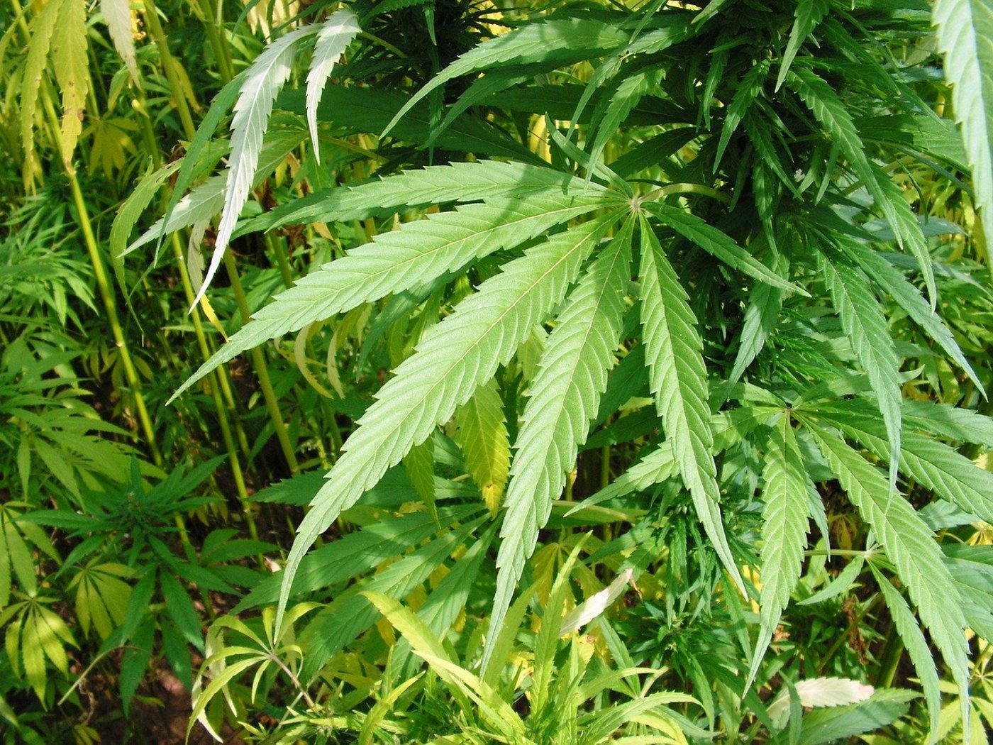 Mit der Lockerung des medizinischen Konsums ist die Cannabis-Industrie ist weltweit in Bewegung. (Bild Pixabay)