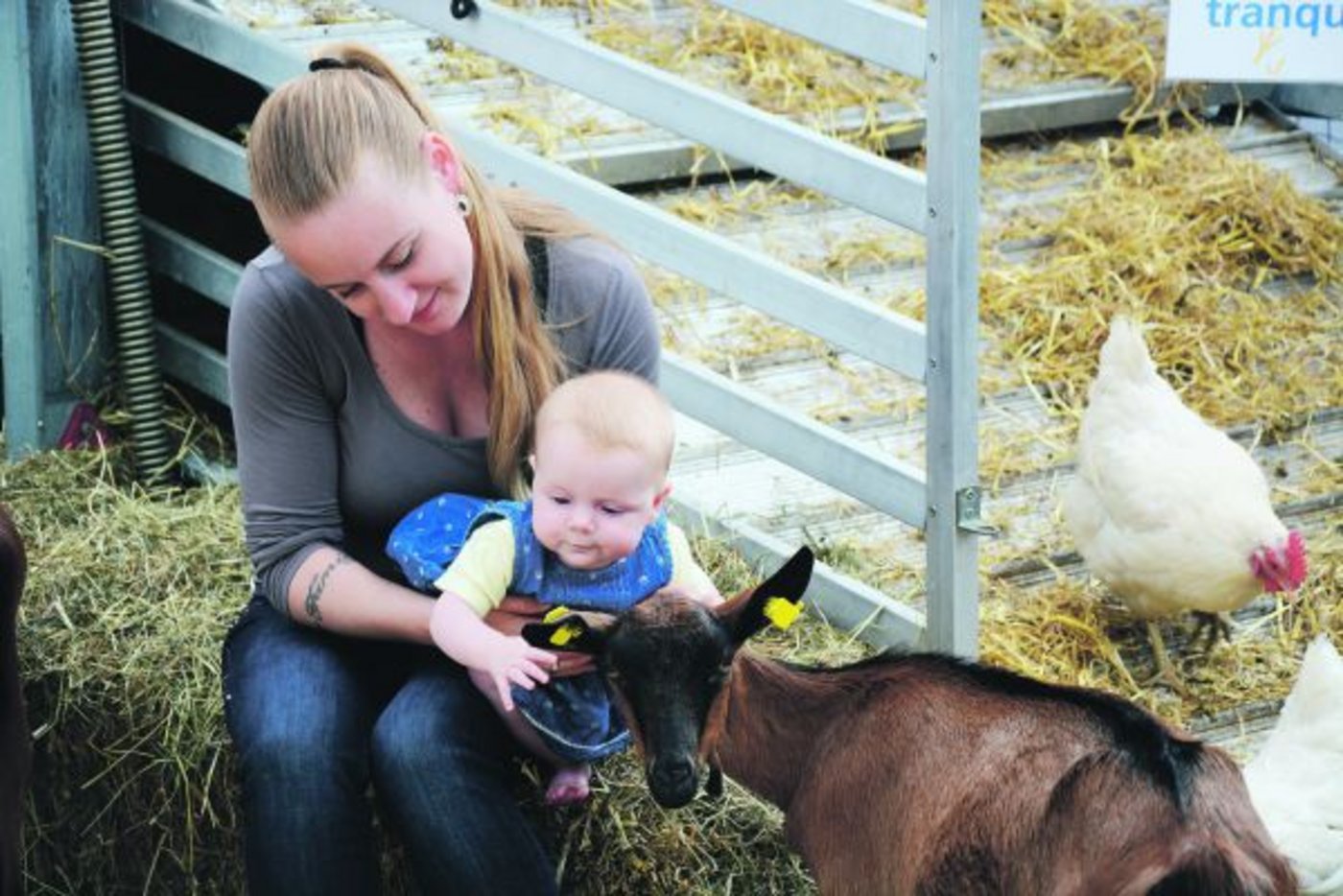Das «Beef» kann bestaunt werden. Zum Anfassen sind die kleinen Nutztiere dem Publikum immer noch lieber. Ein Angebot, das insbesondere städtische Familien schätzen.