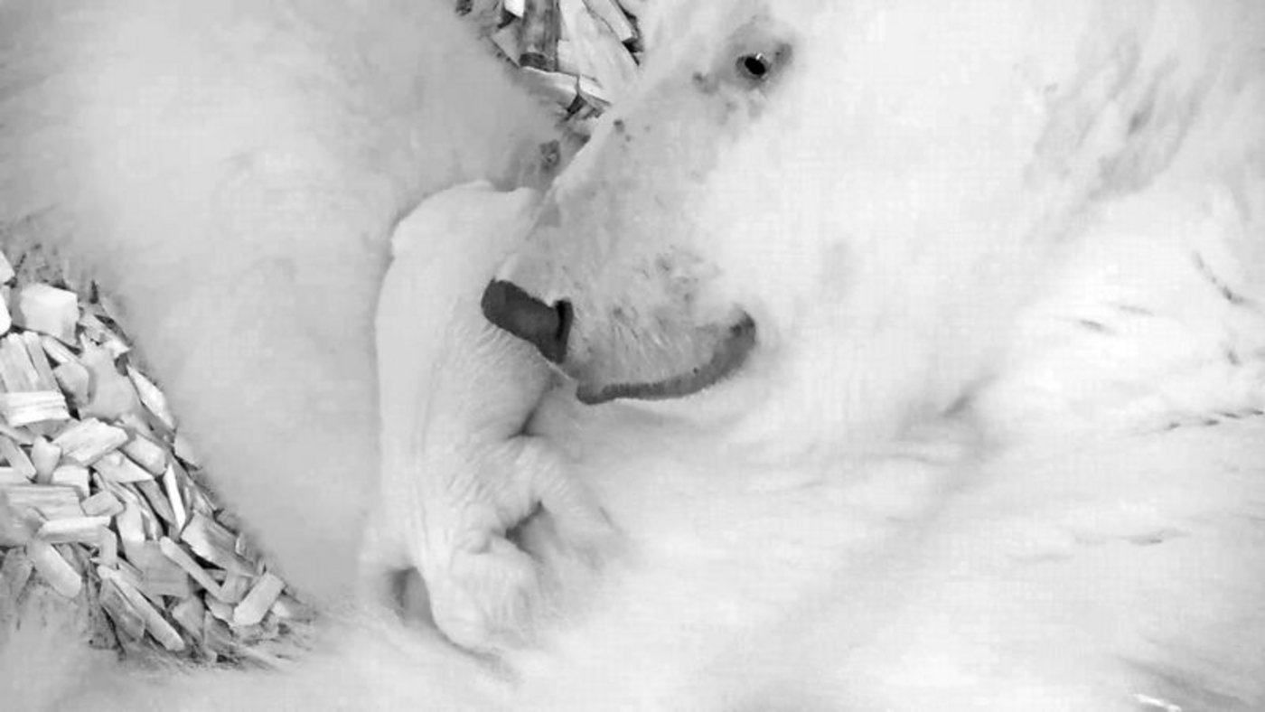 Eisbärin Tonja muss besonders auf das Kleine achten, denn Eisbären haben in den ersten Lebenswochen eine hohe Sterblichkeitsrate. (Bild Berliner Tierpark)