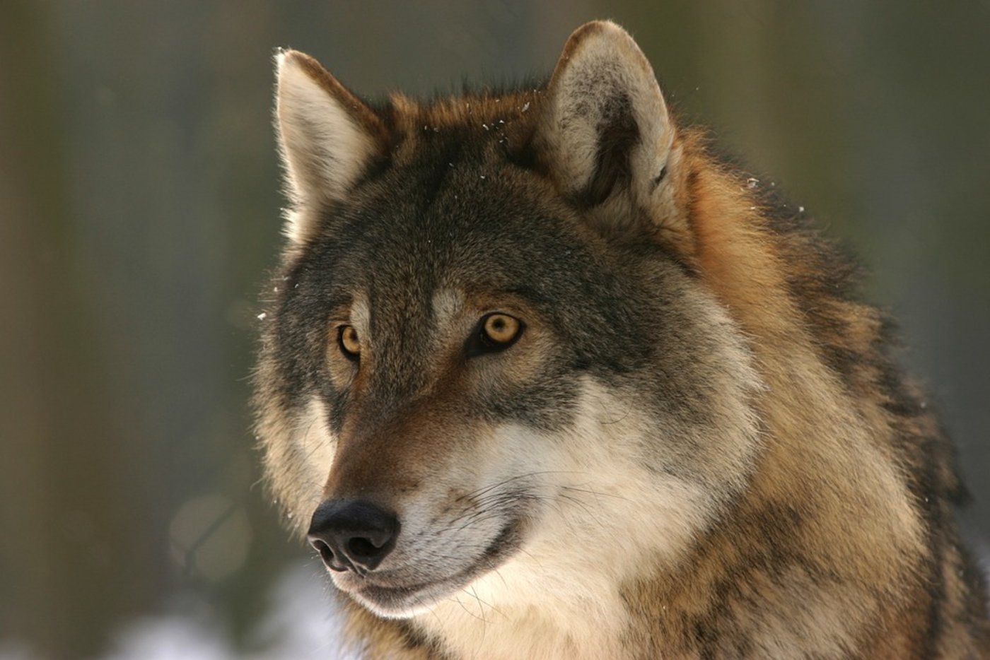 Derzeit lebt im Kanton Freiburg kein Wolf. (Symbolbild Pixabay)