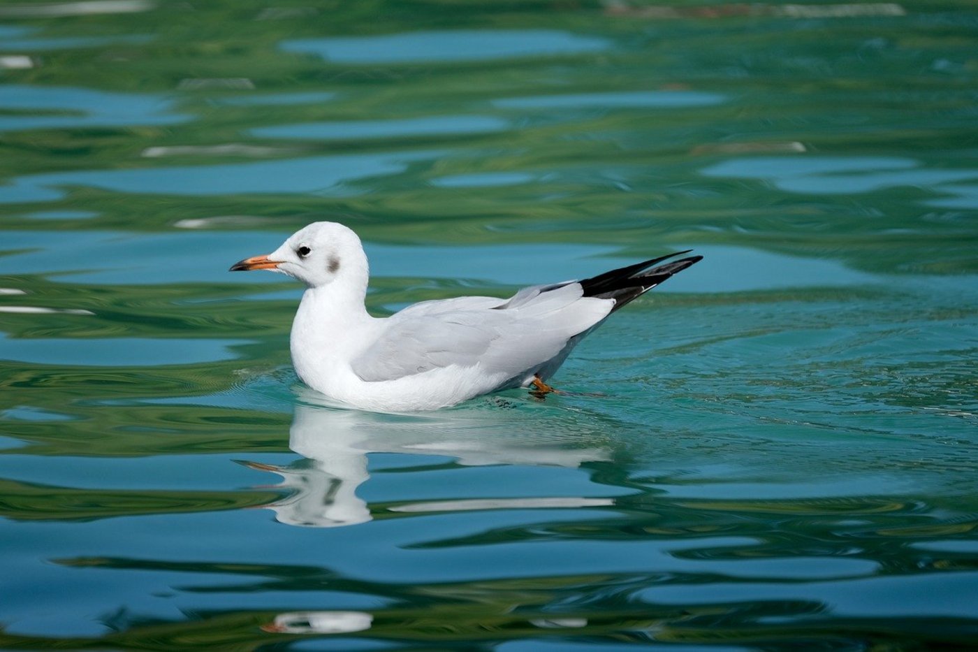 Das Vogelgrippe-Virus ist bei einer Möwe in Schaffhausen nachgewiesen worden. (Bild Pixabay)