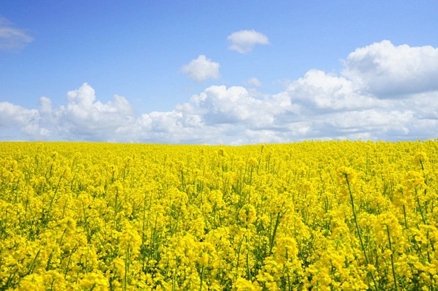 Laut Swiss Granum soll es nächstes Jahr eine höhere Raps-Ernte geben als im aktuellen Jahr. (Bild Pixabay)