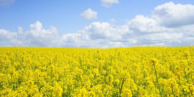 Laut Swiss Granum soll es nächstes Jahr eine höhere Raps-Ernte geben als im aktuellen Jahr. (Bild Pixabay)