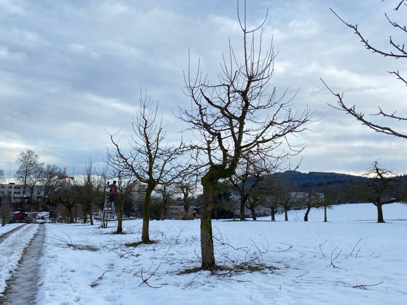 Eine Hochstamm-Obstanlage während des Winterschnitts. Sie  schafft Lebensräume und ist wertvoll für die Biodiversität. (Bild BauernZeitung/Katrin Erfurt)
