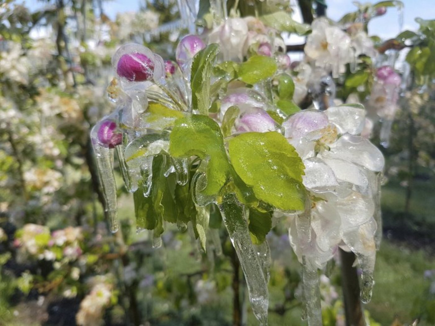 Der Frost führte letztes Jahr teils zu Totalausfällen. Eine Einkommensversicherung könnte in solche Extremfällen helfen. (Bild ji)