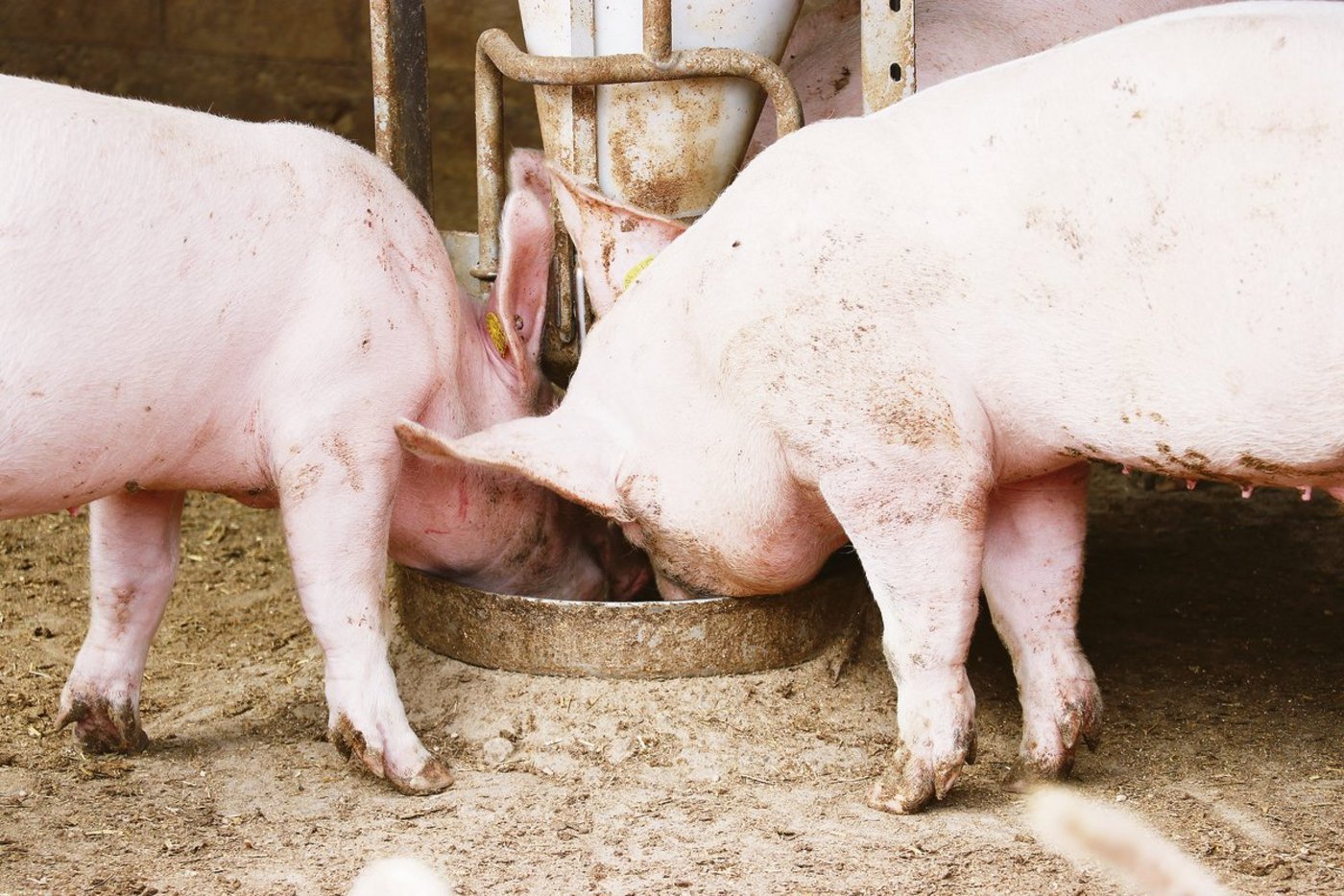 Im Kanton Freiburg gibt es immer weniger Schweine. Somit wurden auch die Prämien angepasst. (Bild Archiv BauernZeitung)