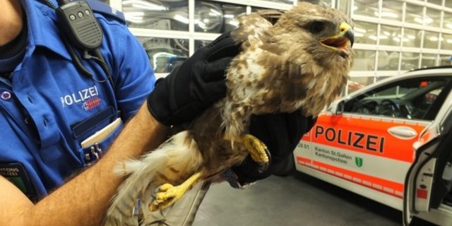 Der verletzte Mäusebussart wird zur Genesung in den Greifvogelpark in Buchs gebracht. (Bild Kantonspolizei St. Gallen)