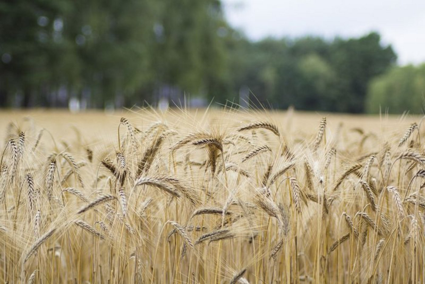 Wer weniger produziert, soll dafür auch finanziell belohnt werden, fordert die österreichische Landwirtschaftskammer. (Symbolbild Pixabay)