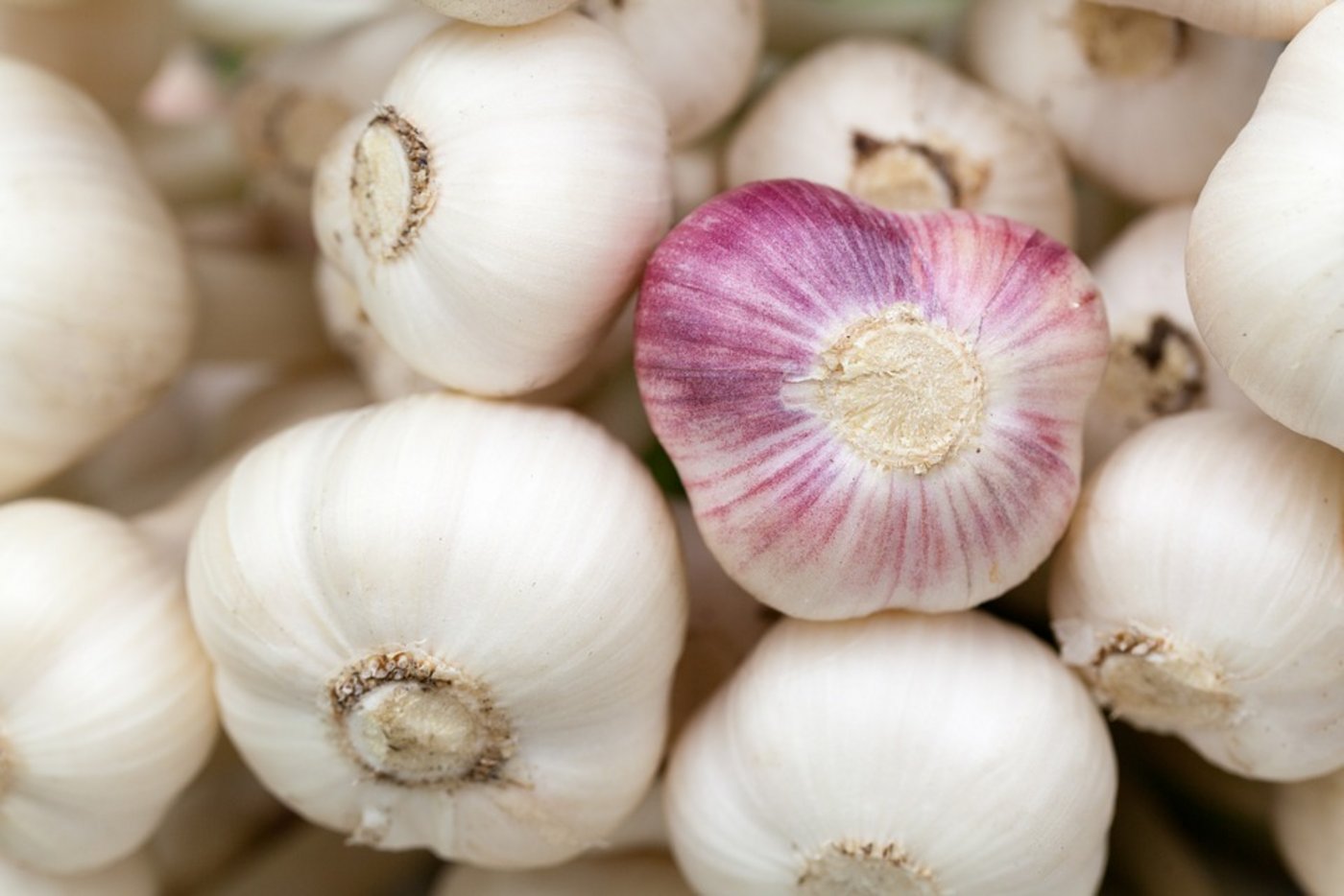 Knoblauch passt in der Küche zu vielen Gerichten von Bratkartoffeln über Teigwaren bis hin zu Fisch oder Shrimps. (Bild Pixabay/CC0)
