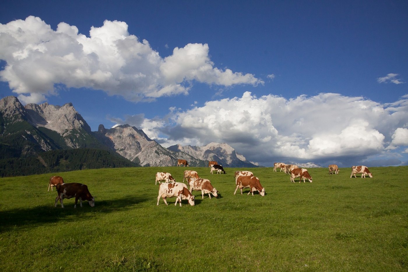 Kühe auf einer österreichischen Alp. (Symbolbild Pixabay)