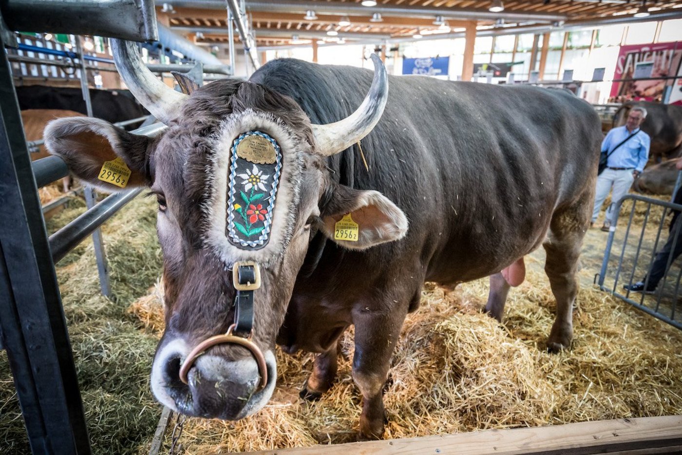 Original Braunvieh Stier Kolin ist am Start. (Bilder zVg)