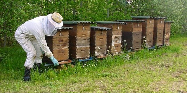 Agroscope schränkt das Verstellen von Bienen ein.  (Bild Agroscope)