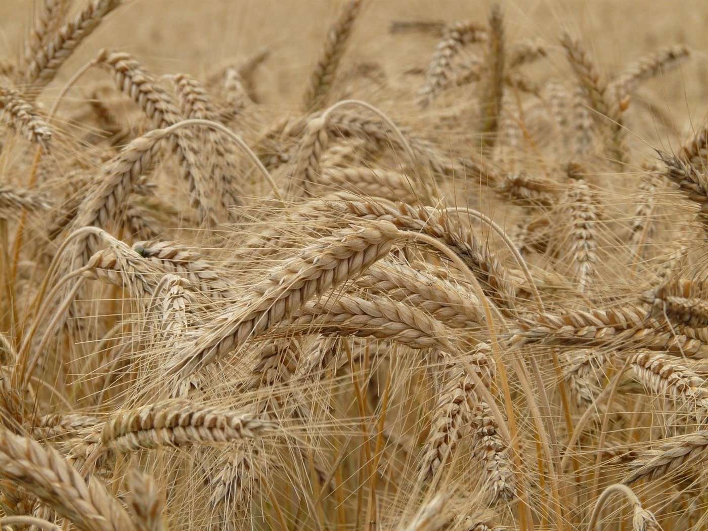 In Dänemark fällt die Getreideernte wegen der anhaltenden Trockenheit historisch tief aus. (Symbolbild Pixabay)