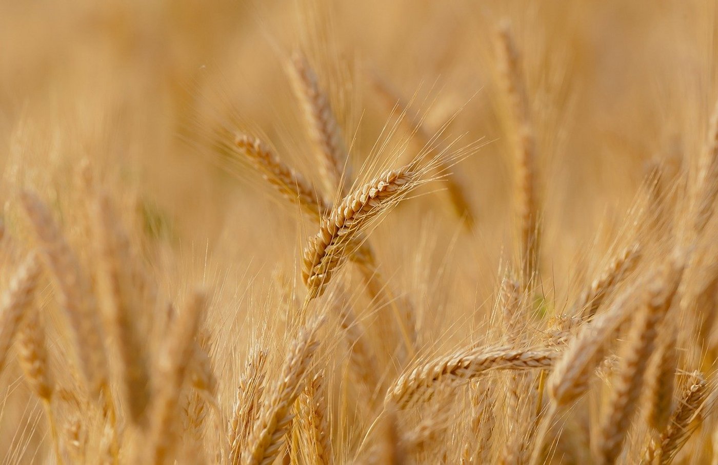 Wie schon in den Vorjahren ist das inländische Angebot an Bio-Futtergetreide auch 2019 dank zusätzlicher Betriebe und Ackerflächen gestiegen. (Bild Pixabay)