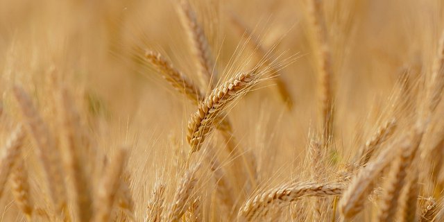 Wie schon in den Vorjahren ist das inländische Angebot an Bio-Futtergetreide auch 2019 dank zusätzlicher Betriebe und Ackerflächen gestiegen. (Bild Pixabay)