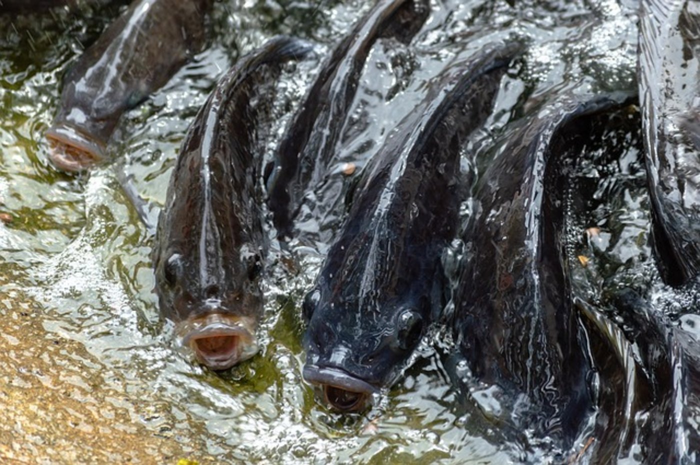 Bei den beschlagnahmten Tieren handelte es sich um die exotischen Fischarten Baramundi und Tilapia (Bild), die hauptsächlich in Australien und Afrika vorkommen. (Symbolbild Pixabay)