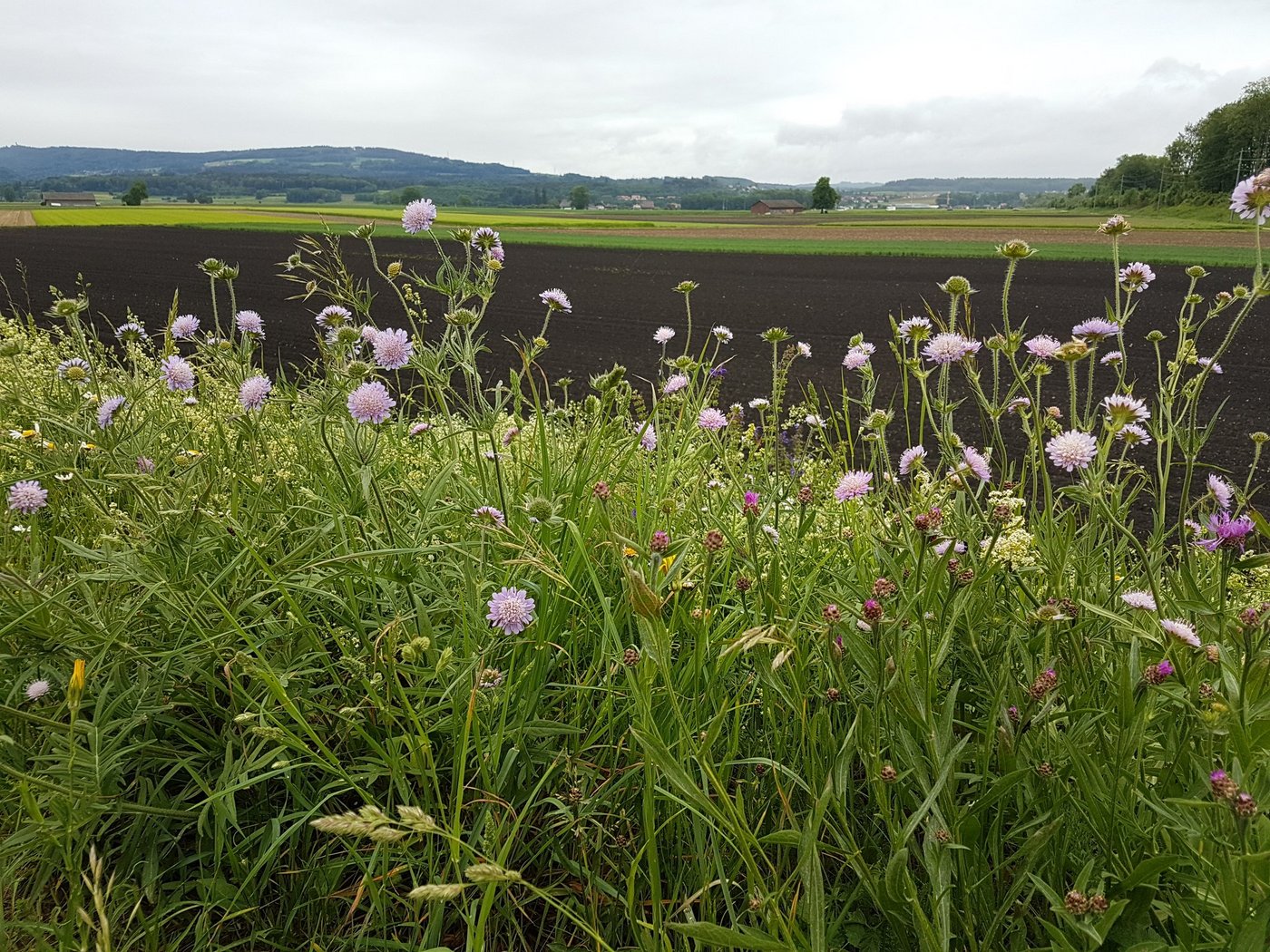 Sowohl die beteiligte Fläche als auch die durchschnittlich erreichte Punktezahl im Biodiversitäts-Punktesystem von IP-Suisse seien in den letzten Jahren gestiegen. (Bild ji/lid)