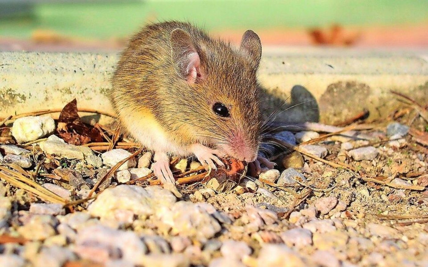 Nager wie Mäuse fühlen sich wegen des vielen Futters und den Versteckmöglichkeiten wohl auf dem Hof.   