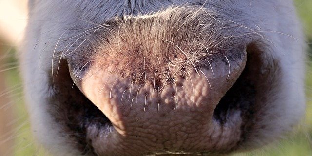 Die Kühe fühlen sich im sogenannten Kompostierungsstall wohl, wie Bauer Blendermann meint. (Symbolbild Pixabay)