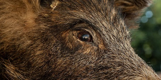 Das Schwein hatte offenkundig die Schiebetüren des Supermarkts eingerannt und irrte darin umher. (Bild Pixabay)