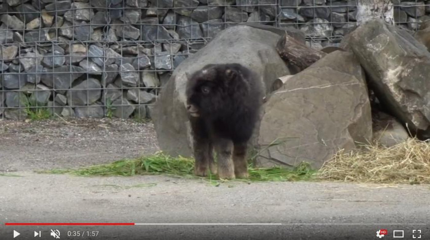 Speedy Gonzalez ist am 18. Mai geboren und entdeckt seither leidenschaftlich die Welt. (Screenshot youtube.com)