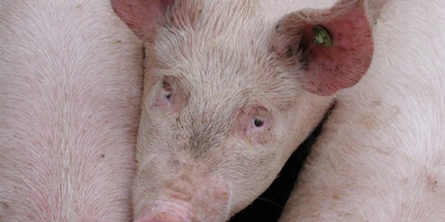 Der Schweinepreis steigt weiterhin in die Höhe. (Bild zVg)