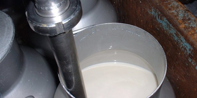 Die Milchproduktion zieht wieder an. Die zurzeit guten Milchpreise könnten wieder unter Druck geraten, befürchten die jungen Berufsleute der Junglandwirtekommission. (Bild: BauZ)