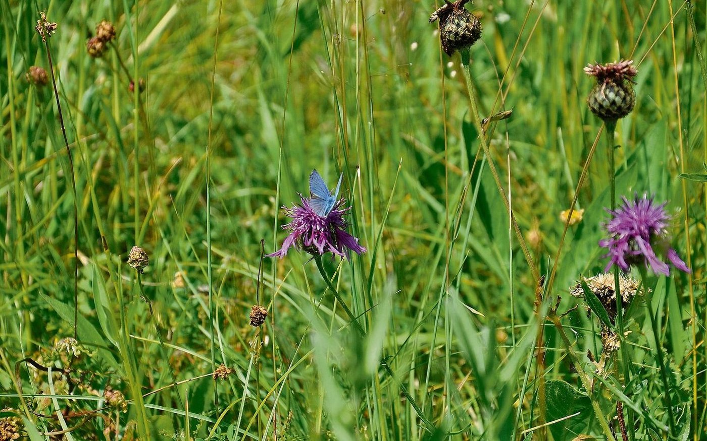 Magerwiesen sind gut für die Ökologie und die Biodiversität. Der Kanton Appenzell Ausserrhoden fördert solche. 