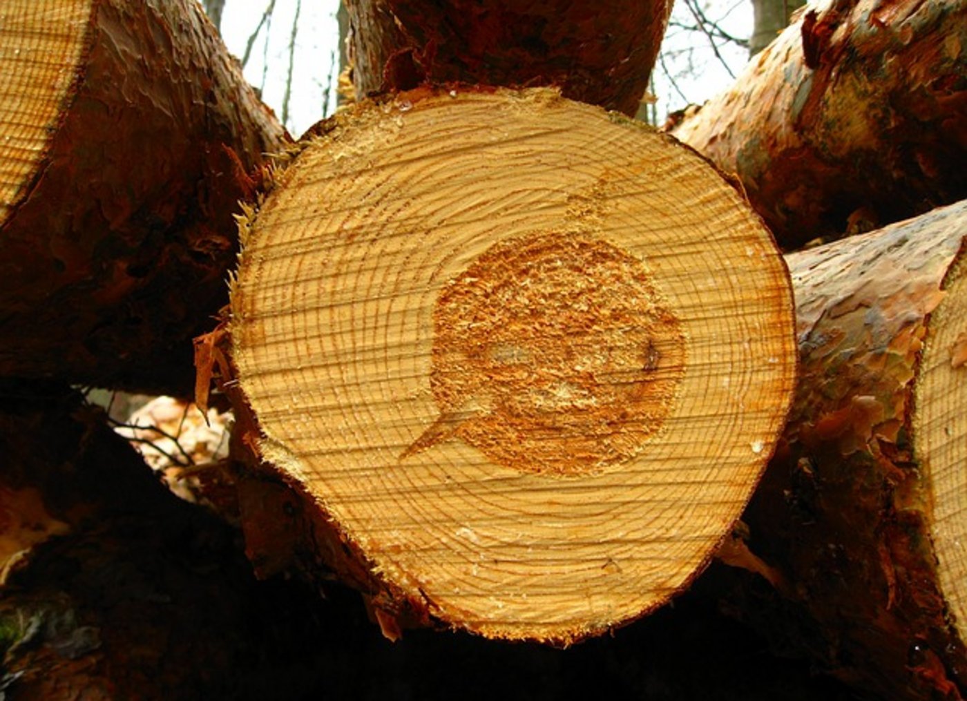 Das Parlament verlangt beim Holz Anpassung an EU-Regeln. (Bild Pixabay)