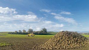 Im Idealfall lagern die Rüben eine Woche in der Miete und trocknen ab, bevor sie von einer Rübenmaus verladen werden. 