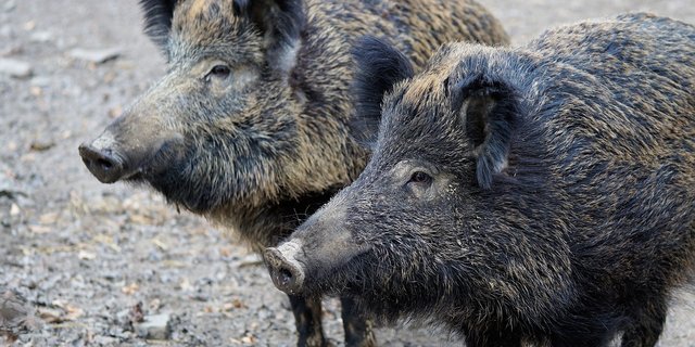 Wildschweine können die Afrikanische Schweinepest auf Hausschweine übertragen. (Symbolbild Pixabay)
