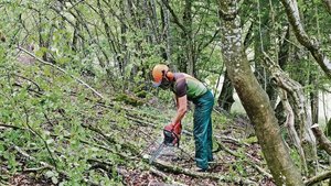 Die Plätze in den Ho Die Plätze in den Holzerntekursen sind begehrt, denn ab dem Jahreswechsel werden sie zum Holzen für Dritte Pflicht. Bezüglich der Lernenden bestehen aber noch offene Fragen.