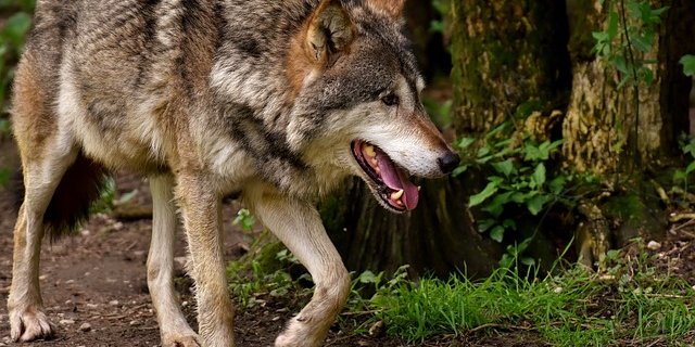 „Herdenschutzmassnahmen haben Grenzen; dies kann die Koexistenz zwischen Wolf und Weidetierhaltung nicht sichern“, so der Präsident des Bauern- und Winzerverbandes Rheinland-Pfalz Süd(Bild Pixabay)