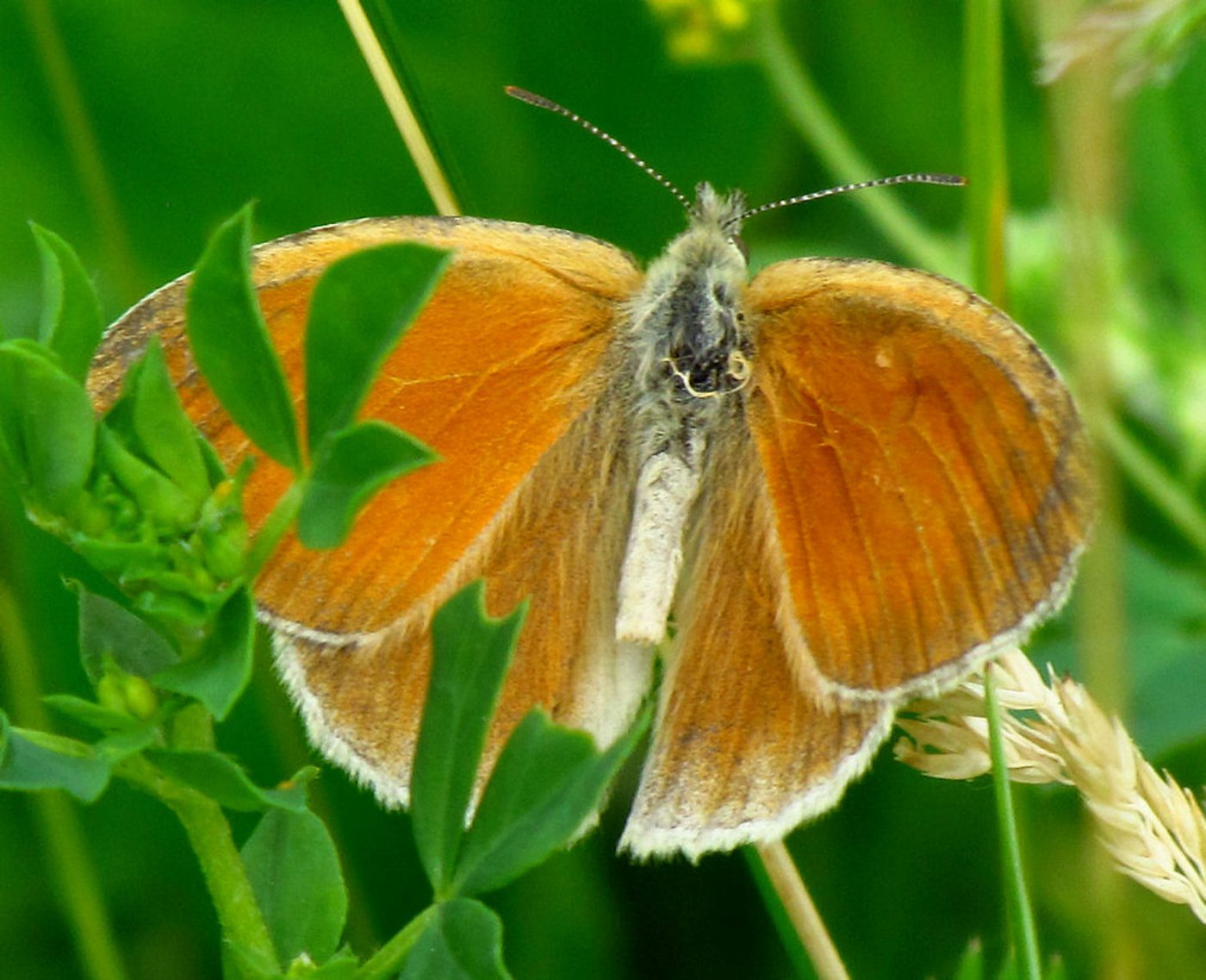 Das grosse Wiesenvögelchen ist auf Moore angewiesen. Solche Spezialisten unter den Schmetterlingen sind zunehmend bedroht. (Bild Wikipedia)
