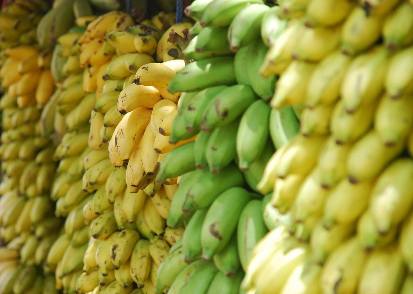 Neue Pflanzenkrankheiten bedrohen die Banane. (Bild Pixabay)