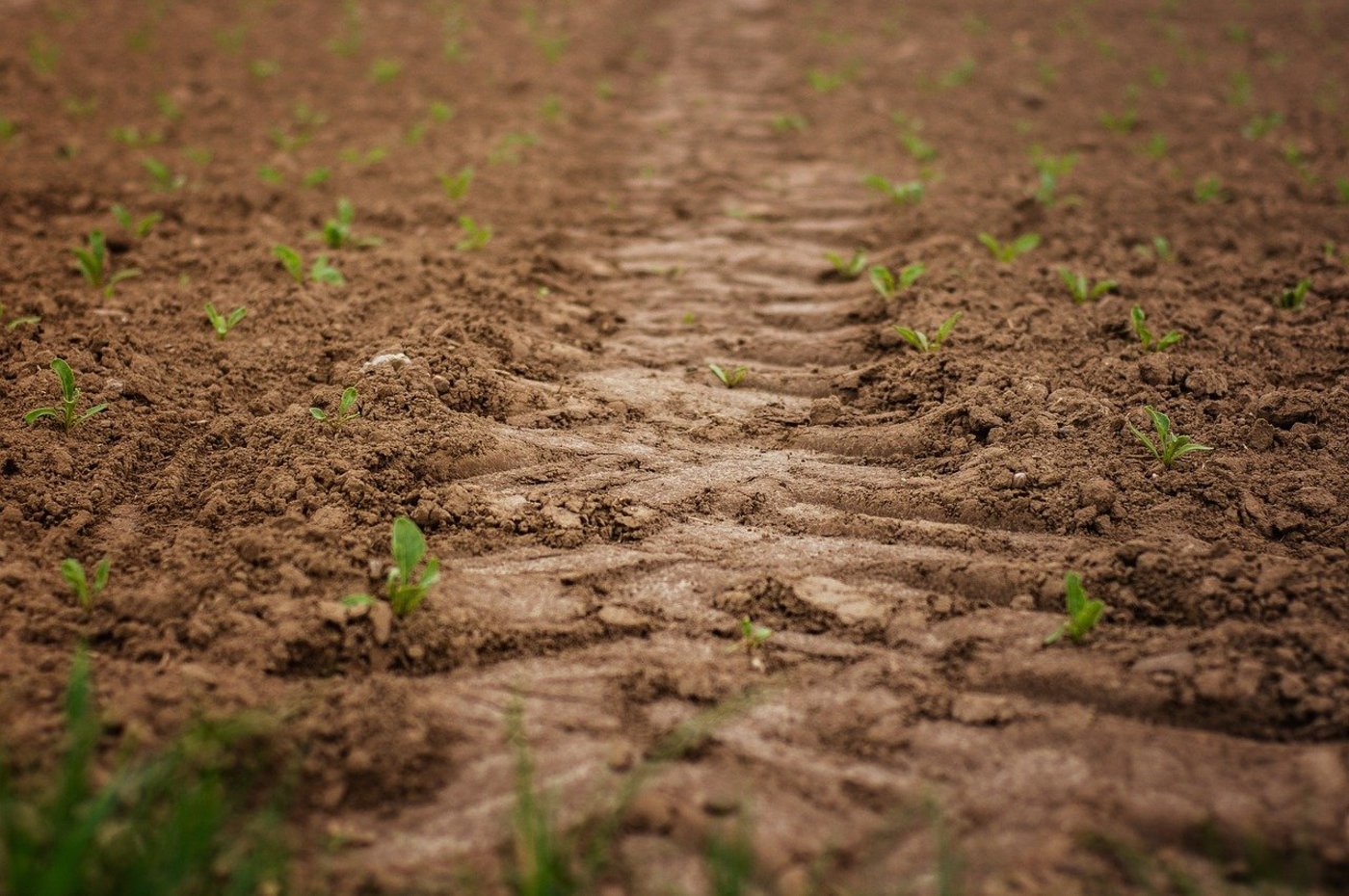 Die Debatte dreht sich unter anderem darum, ob die Regelungen ins Landwirtschaftsgesetz sollen, oder in die Verordnung. (Bild Darkmoon_Art / Pixabay)