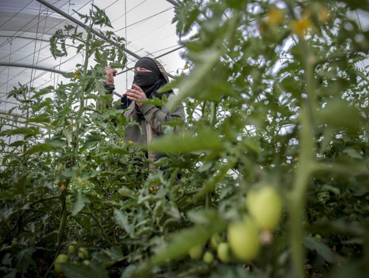 Als die UN-Ernährungs- und Landwirtschaftsorganisation Fao vor anderthalb Jahren in Ahlams Dorf eine Kampagne für Gewächshäuser vorstellte, war die Bäuerin eine der ersten, die sich überzeugen liess. (Bild Hani Al-Ansi/dpa)