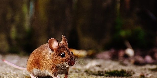Aufgrund des Dürrebruchs und weil sich die betroffene Maus so rasch vermehrt. haben, herrscht in Australien eine schwerwiegende Mäuseplage. (Bild Pixabay/Alexandra)