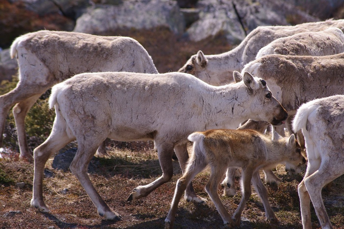 Eine Rentierherde in Norwegen - die Tiere leben zum Teil gefährlich. (Bild Pixabay)
