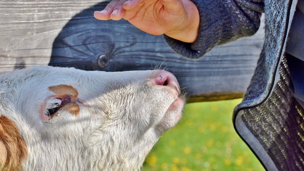 Laufende Projekte zur Verbesserung des Tierwohls und die zunehmende Reduktion des Antibiotikaeinsatzes zeigen, dass sich die Schweizer Landwirtschaft stetig verbessert, schreibt der SKMV. (Bild Capri23auto / Pixabay) 