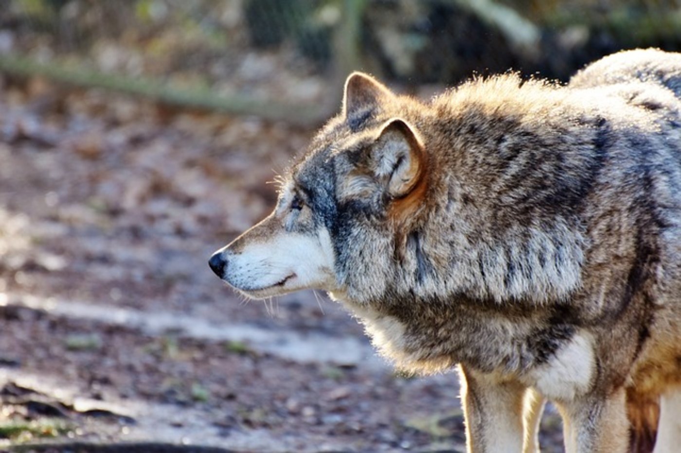 Eine Entnahme von auffälligen Einzeltieren ist in Polen nur dann möglich, wenn zuvor eine „erhebliche Bedrohung“ für den Menschen oder Nutztiere festgestellt wurde. (Bild Pixabay)
