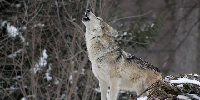 Einzeltiere sind etwa im Berner Oberland und in der Zentralschweiz unterwegs. (Symbolbild, Pixabay) 