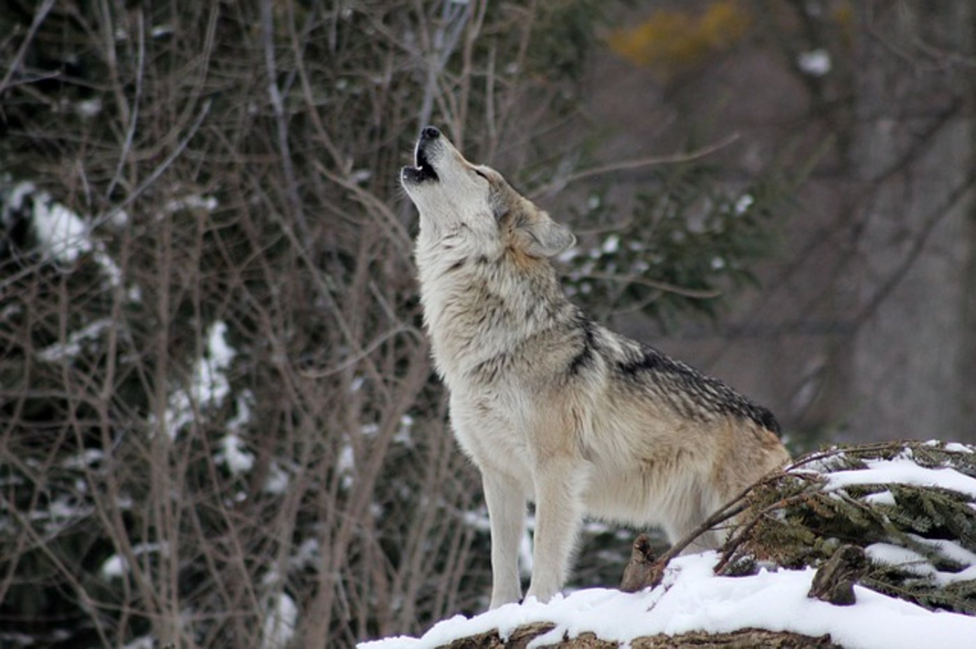 Einzeltiere sind etwa im Berner Oberland und in der Zentralschweiz unterwegs. (Symbolbild, Pixabay) 