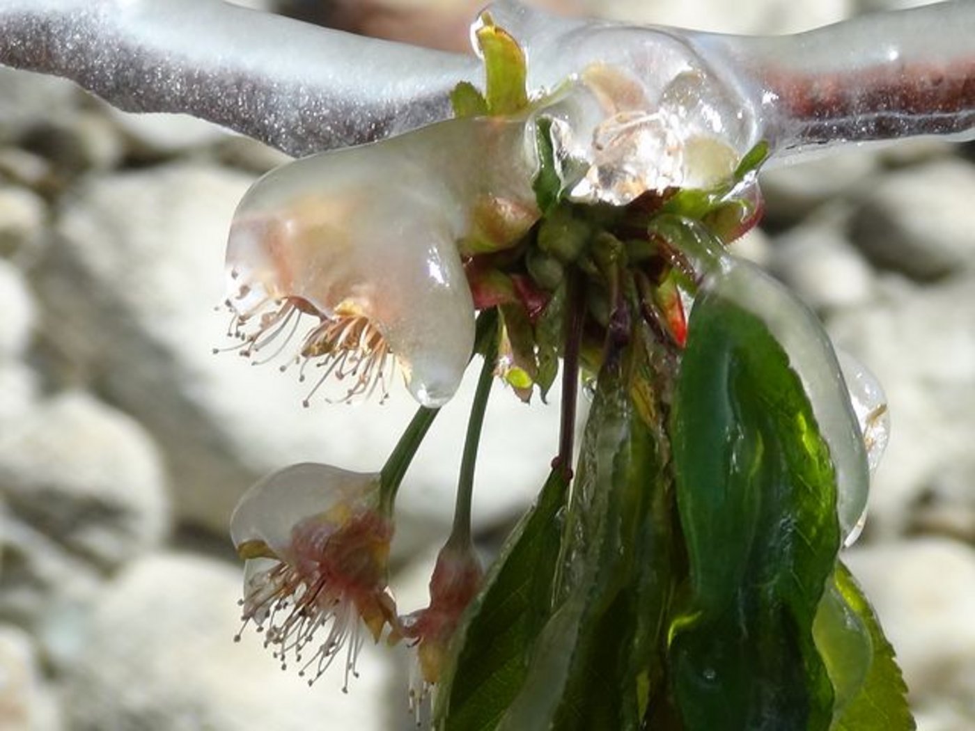 Gegen Frostschäden gibts neu eine Versicherung. (Bild Pixabay)