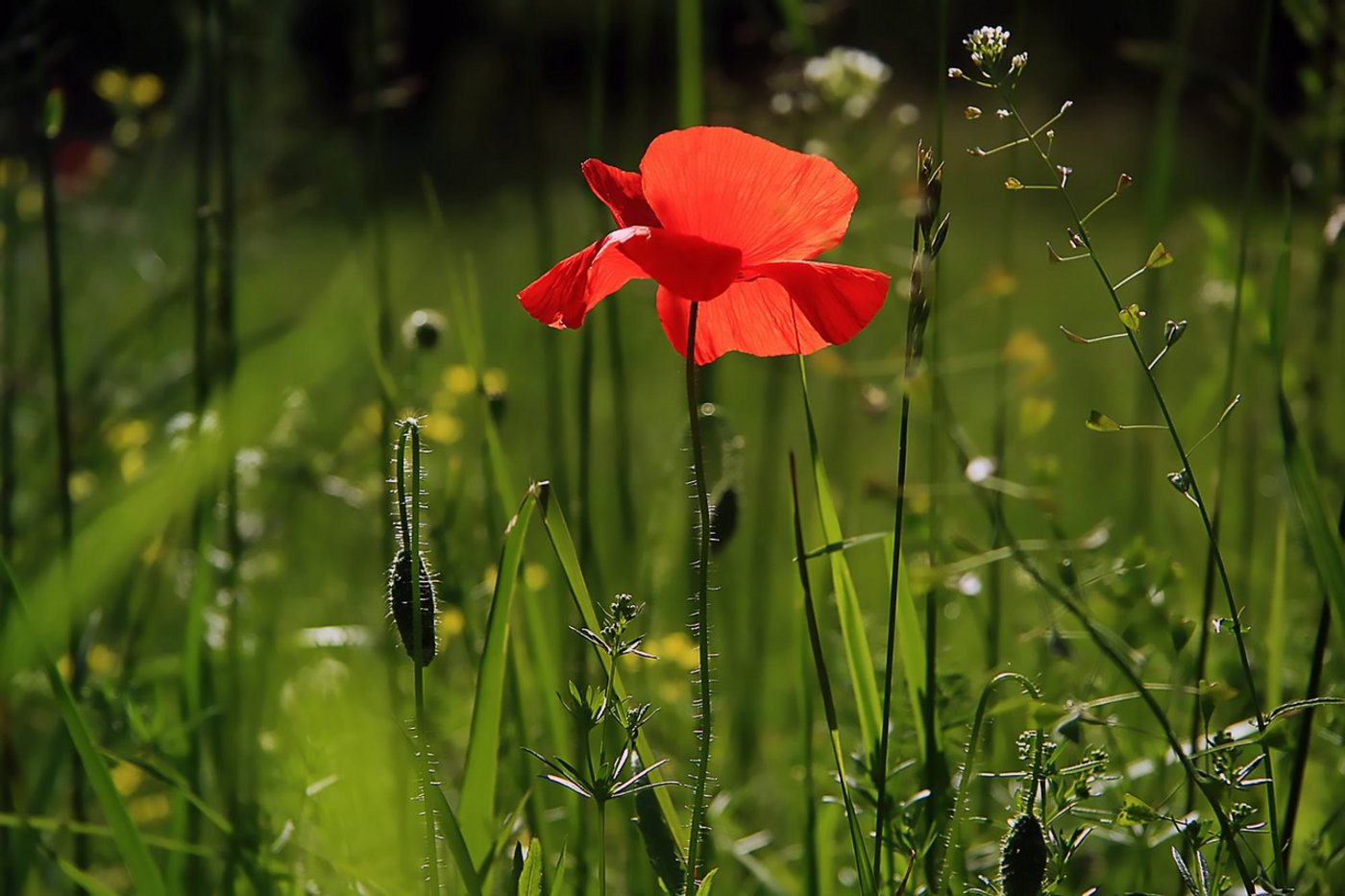 (Symbolbild Pixabay)