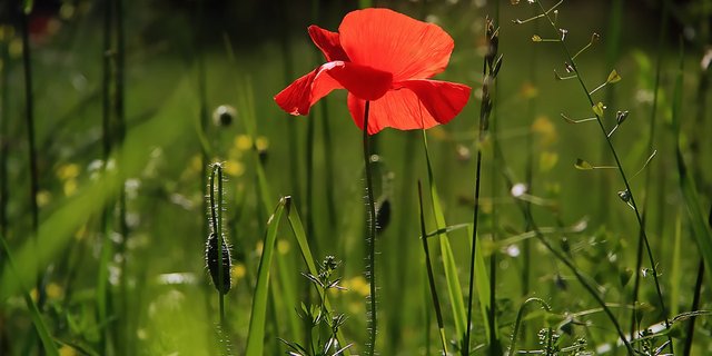 (Symbolbild Pixabay)