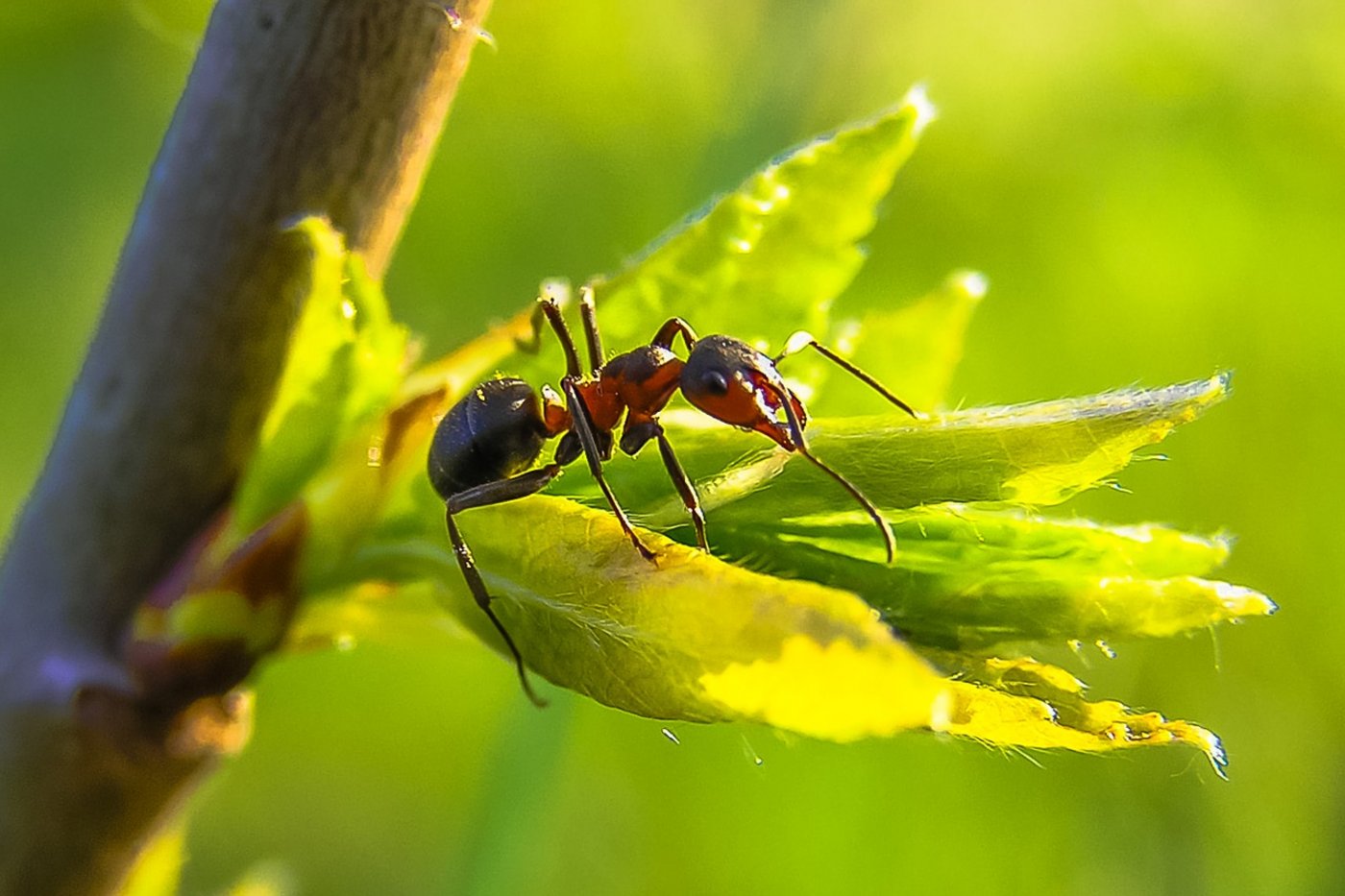 Ameisen und Pflanzen haben in vielen Fällen eine symbiotische Beziehung. (Bild Pixabay)