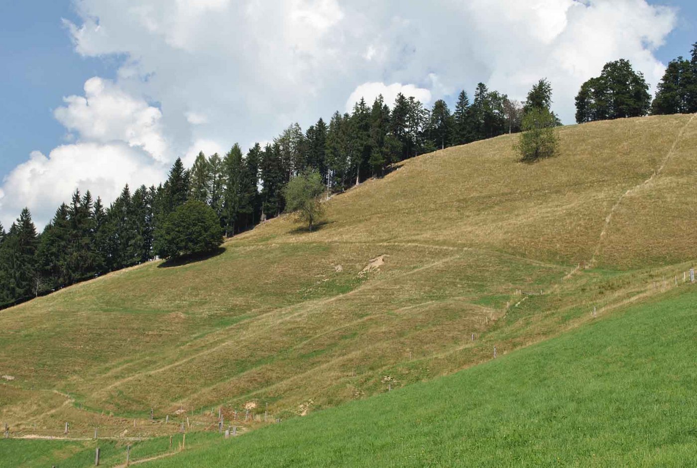 Wegen des ausbleibenden Regens bleiben Hänge braun und trocken. (Bild LID)