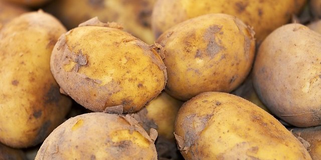 Das Wachstum der Kartoffeln wurde durch das schlechte Wetter verzögert. (Bild Pixabay)
